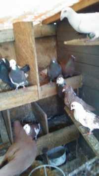 Porumbei jucatori de birmingham