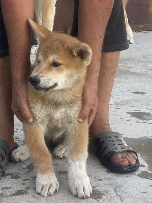 Продаются щенки Акита-ину!!!