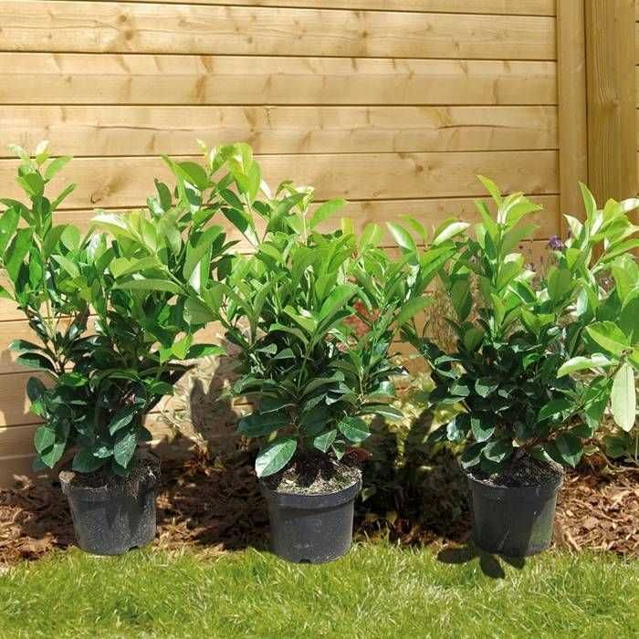 Prunus laur englezesc Caucasica rotundifolia Novita