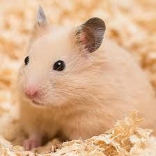 Продаются хомяки