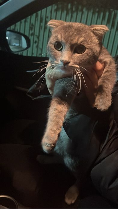 Вислоухая   кошка