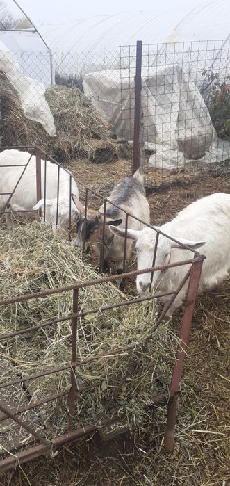 Vand capre bune de lapte tinere