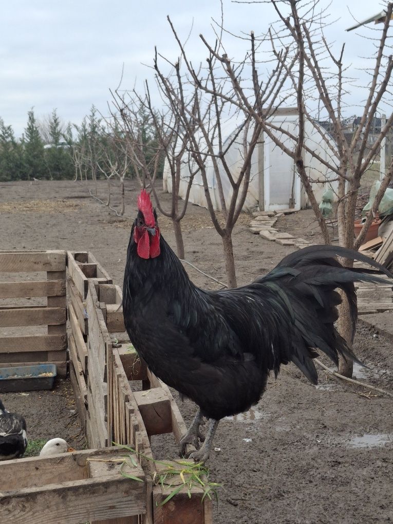 Cocosi Austrolorp tineri