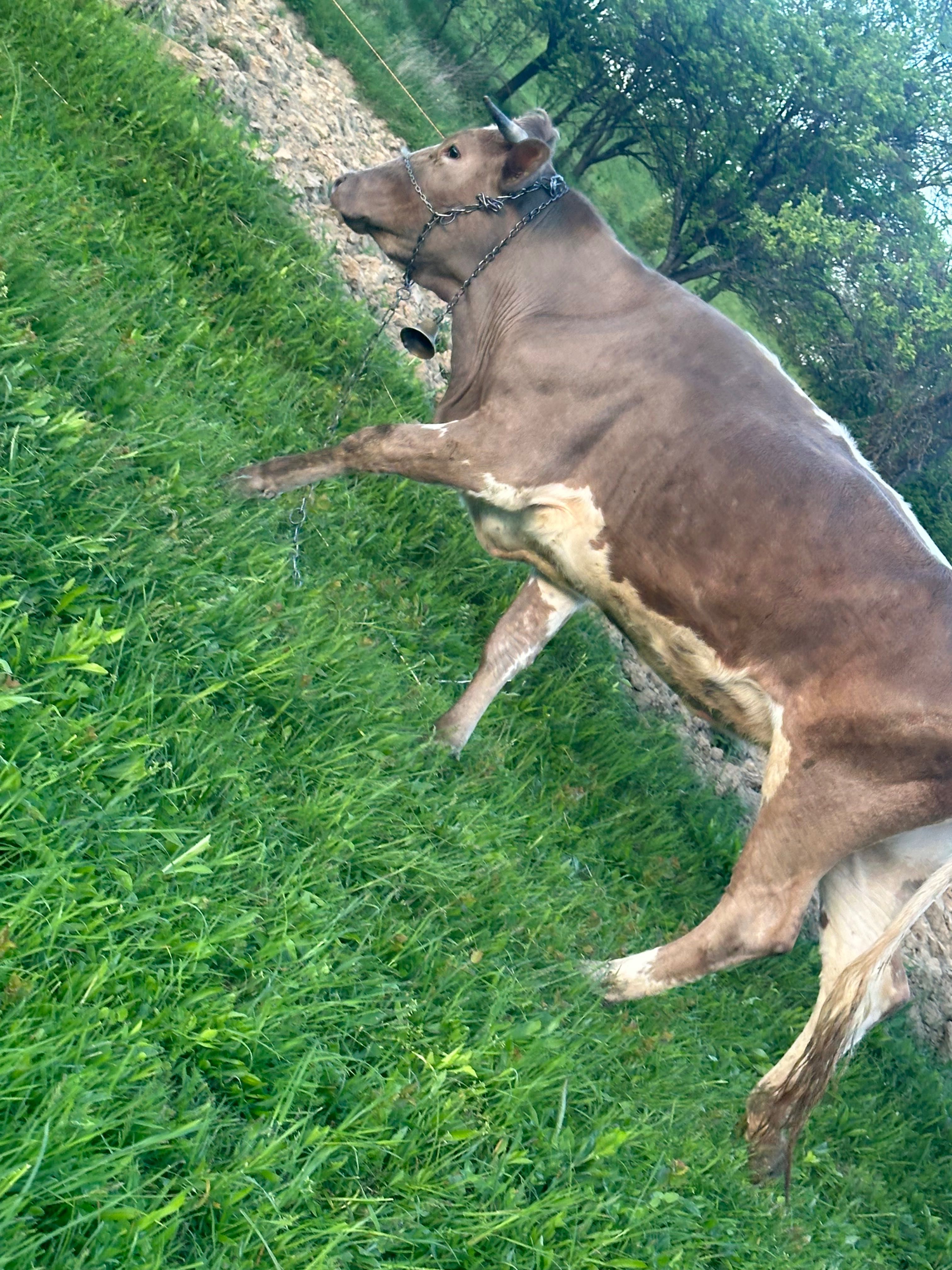 Vaca de 3 ani    Gestantă în 3 luni