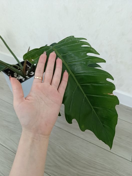 Продаётся филодендрон