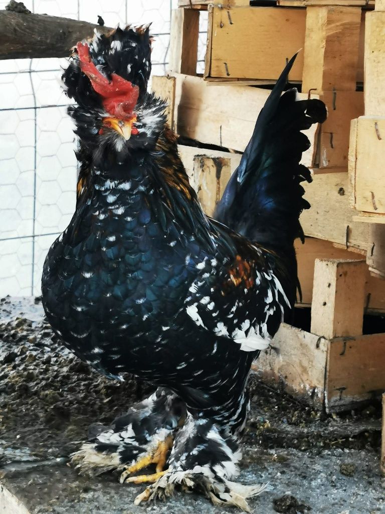 Ouă moțate bărboase încălțate pitice