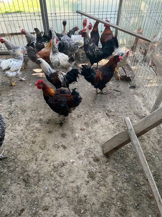 Cocoși de anul acesta de vanzare