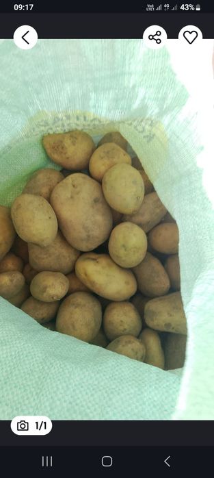 Продам домашний картофель жёлтый