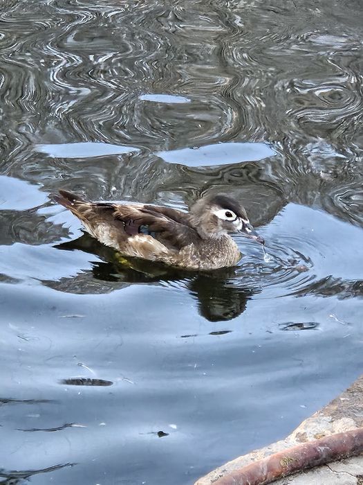 Vand sau schimb rață Carolina
