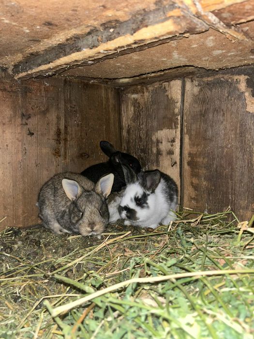 Прадам кральчат месячных