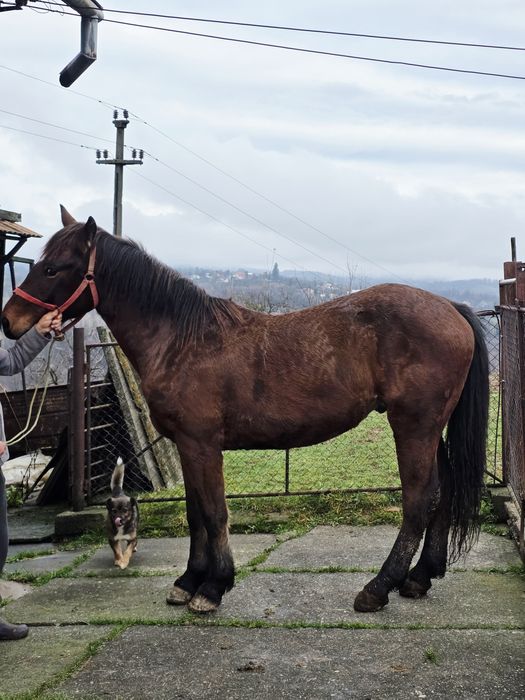 Cal de vânzare, vârstă 2 ani și 6 luni