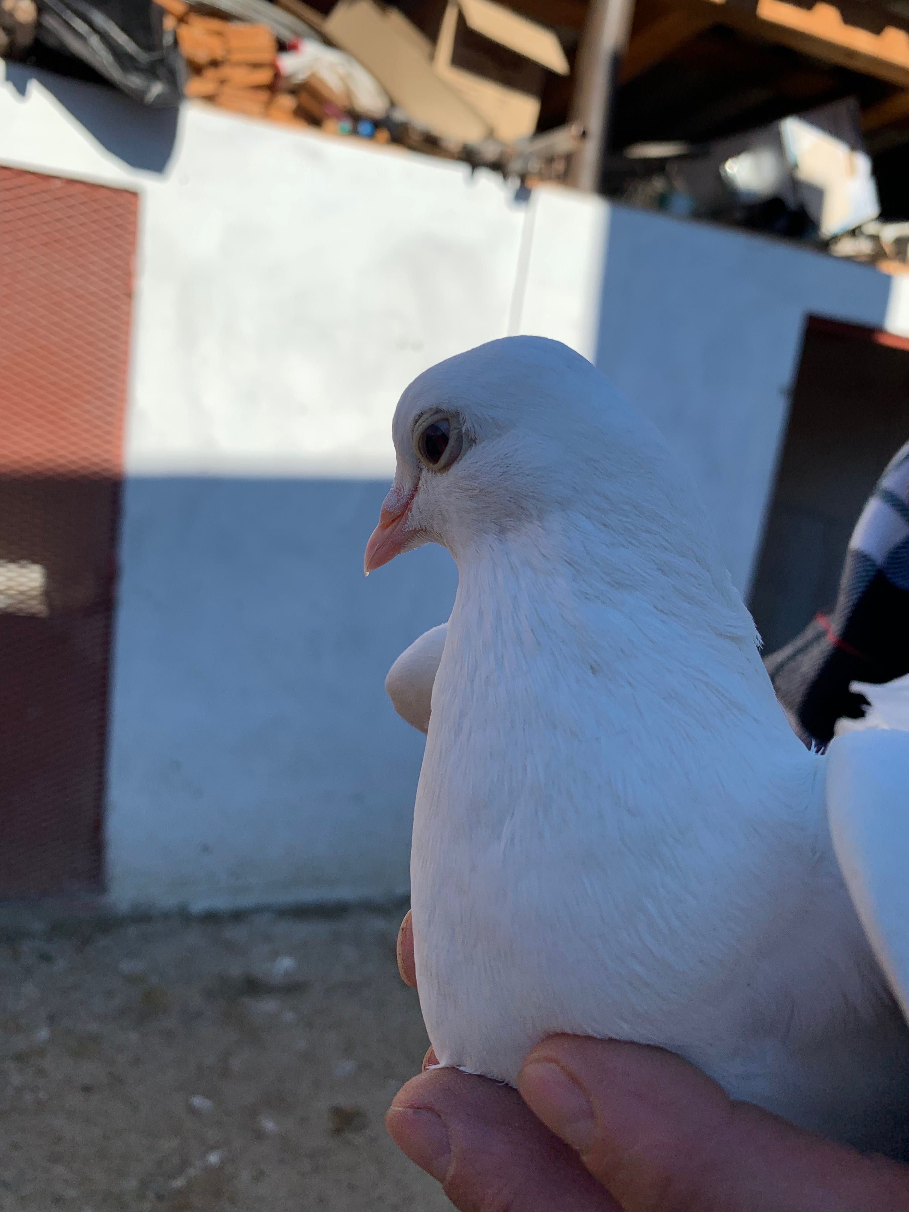 Porumbeii curcani albi(pereche fată și băiat)