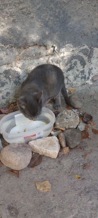 Котенца на два месеца търсят дом