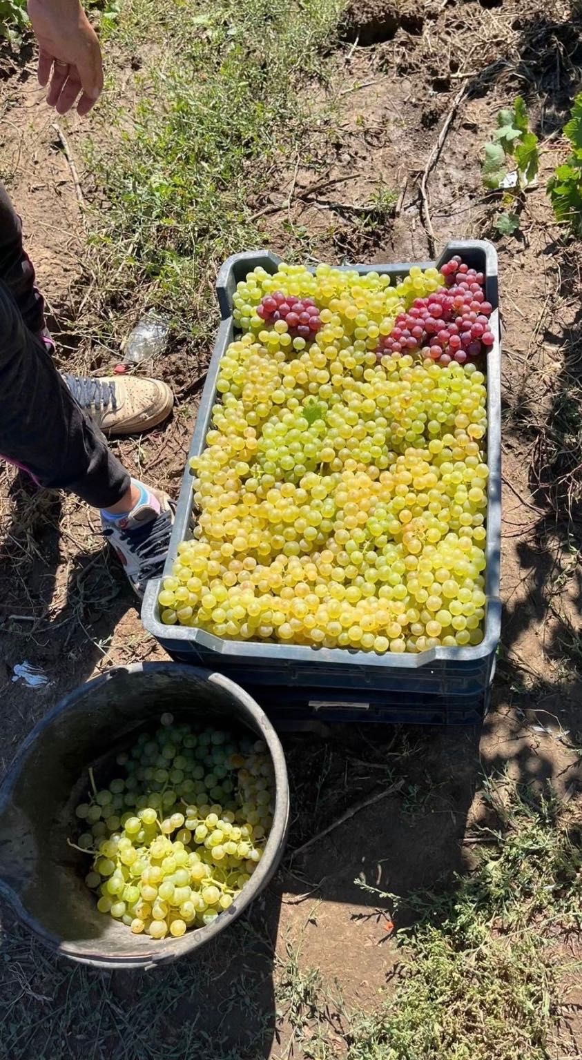 Struguri de vin din Vrancea