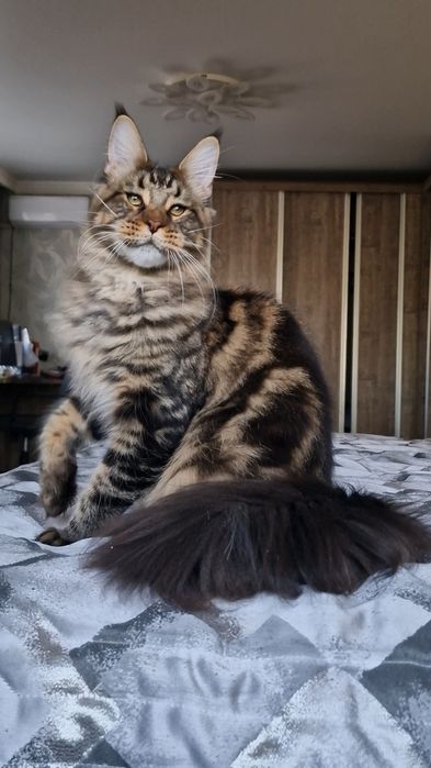 Мейн-кун котёнок . Рассрочка 0-0-12,  Kaspi Red.