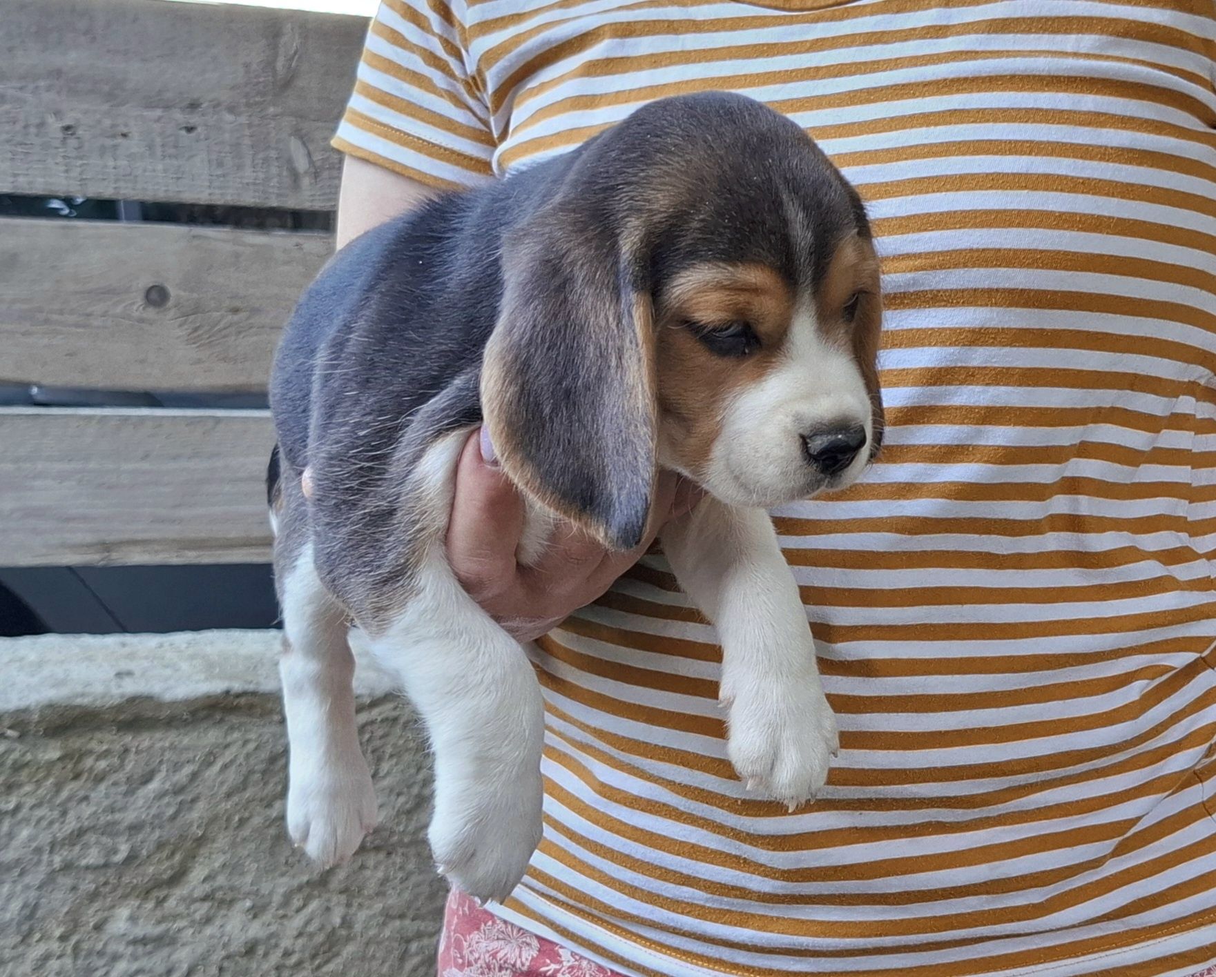 Fetiță beagle tricolor