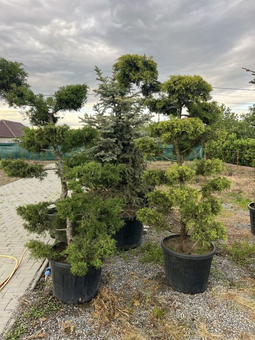 Plante ornamentale pentru gradina