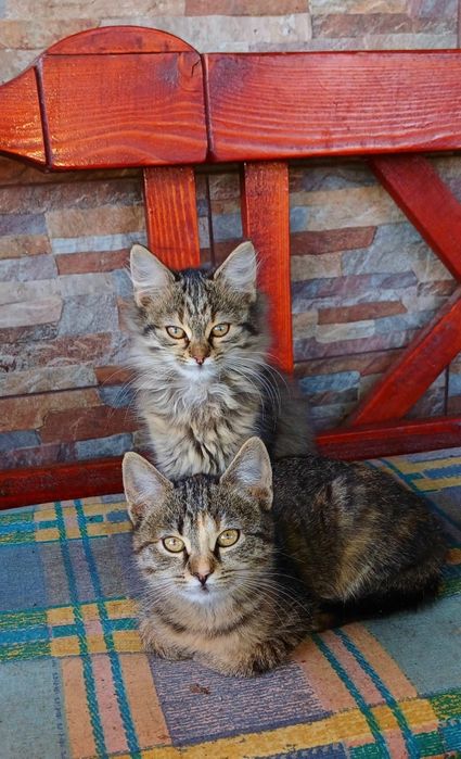 Donez pui de pisică