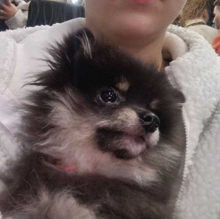 Потерялась собака шпиц