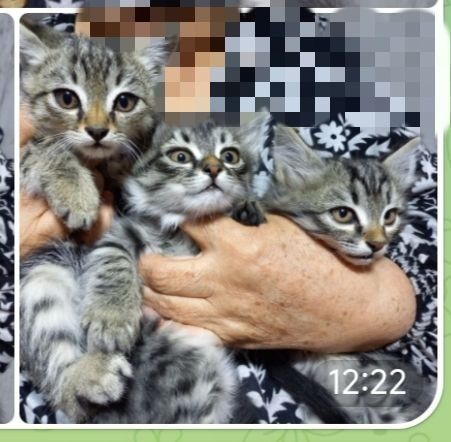 Котята табби бесплатно