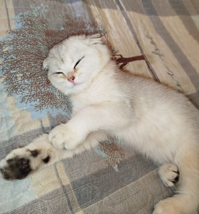 Продаются  чистокровные котята