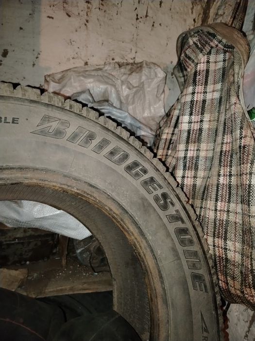 Ризины шиповыный