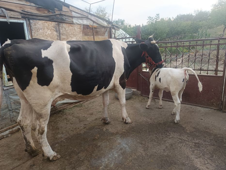 Vând vaca de lapte