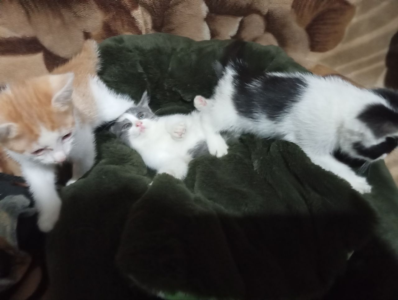 Отдам котят в хорошие добрые руки