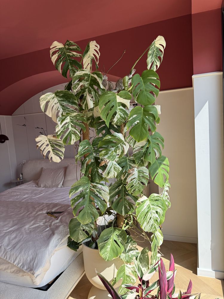 Monstera Albo / verigata
