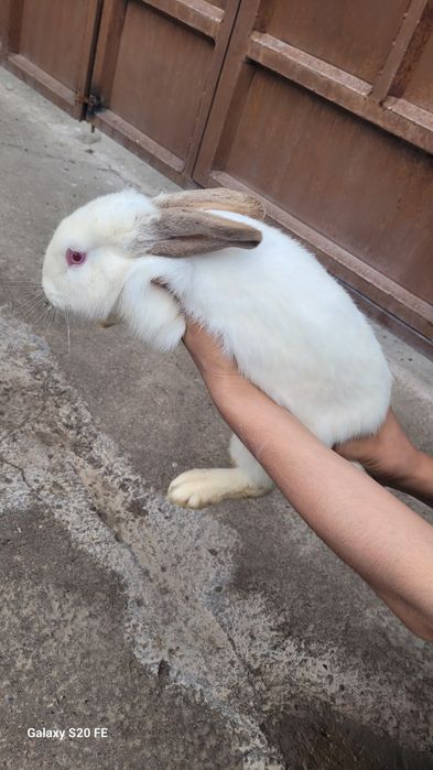 Quyon sotiladi sog'lom. Hali bolalamagan