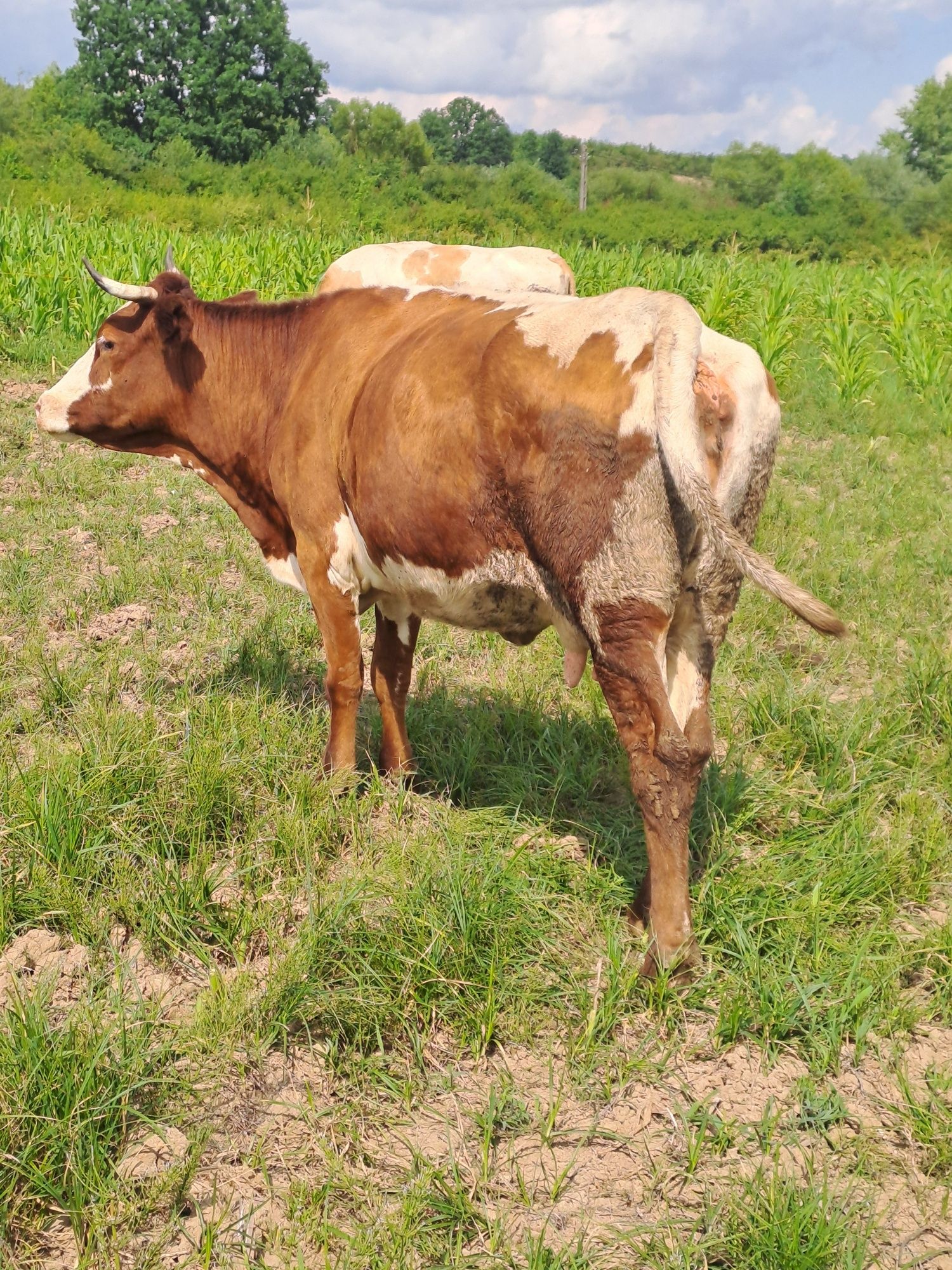 Vand vaca baltata
