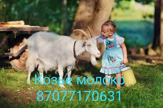 Продам козье молоко