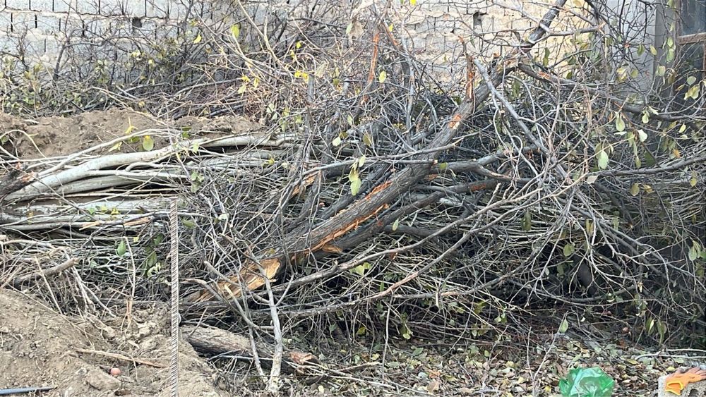 Отын ағаш тегін тегін бесплатно