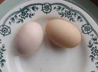 Яйца кур Брамма.