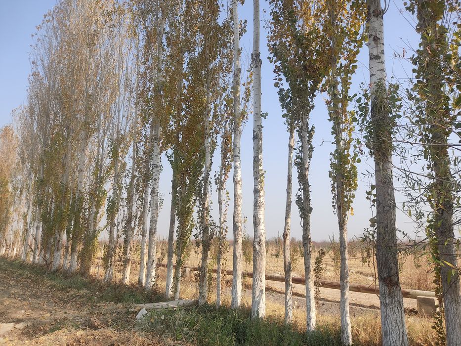 Терак сотилади 13 йиллик