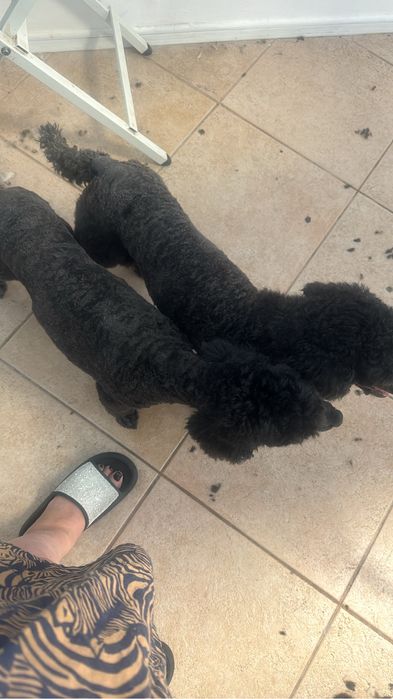 Servicii de infrumusetare pentru animale de companie