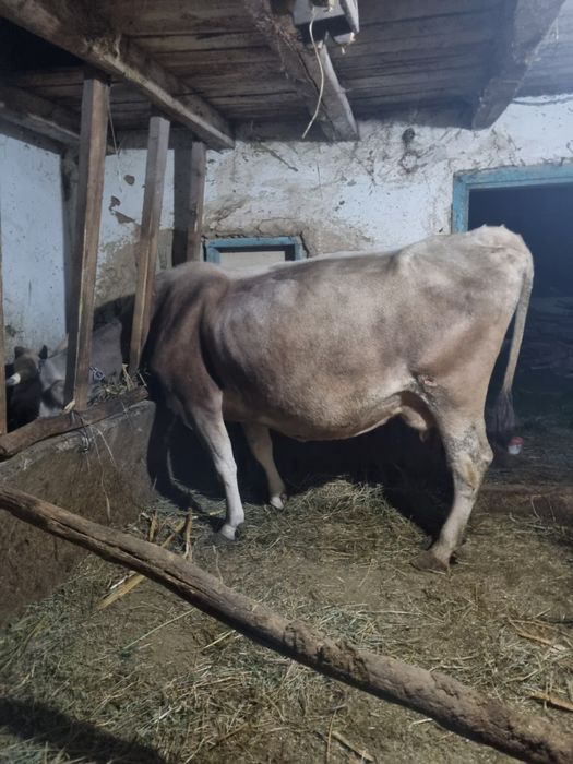 Vand 2 miei si o vaca bruna bună de lapte