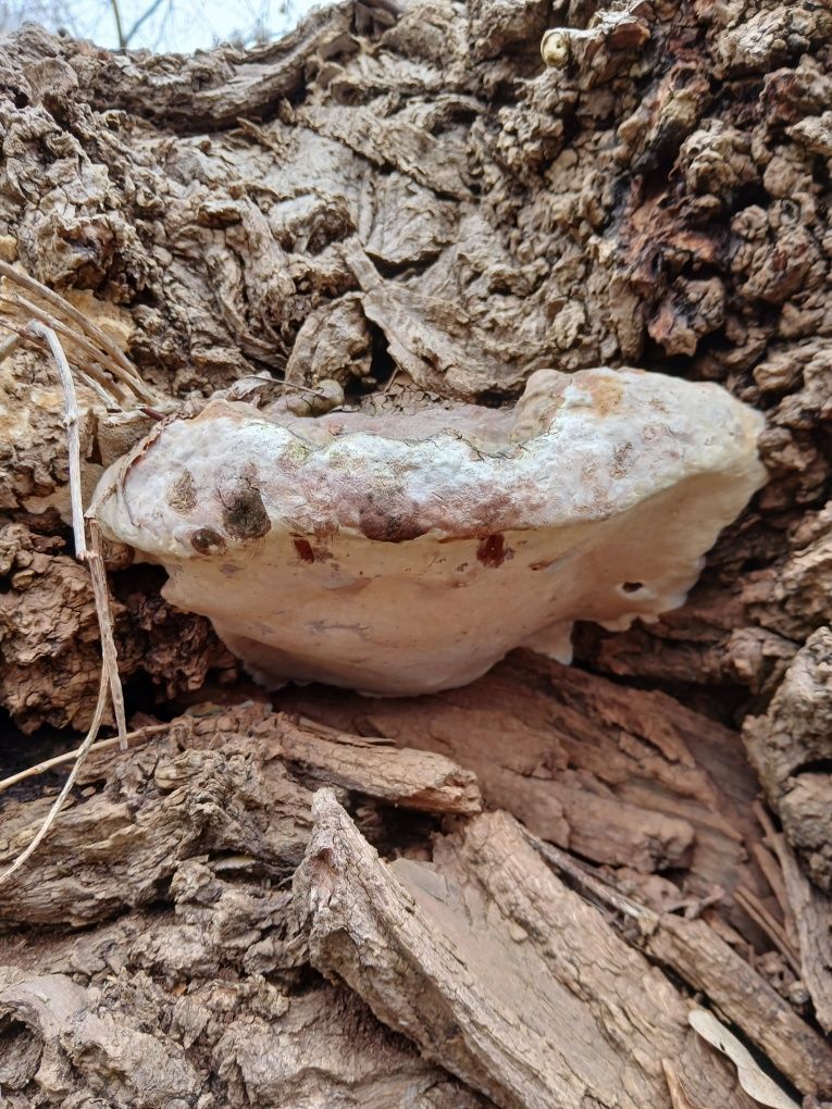 Vând ciuperci medicinale Ganoderma aplanatum, uscate, întregi