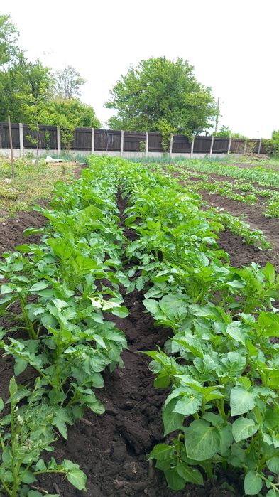 Casa de vânzare Cârligu Mare Glodeanu Siliștea