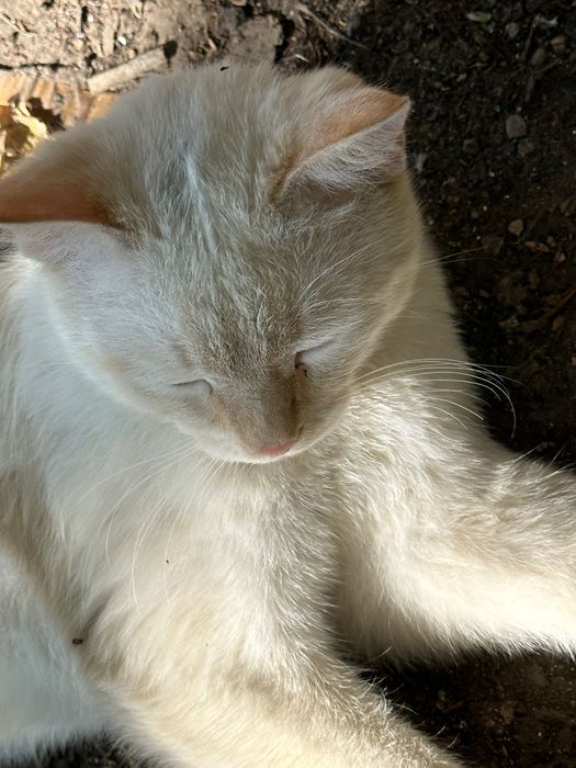 Потерялся кот .  В районе Магазина «Московский», ул. Потанина