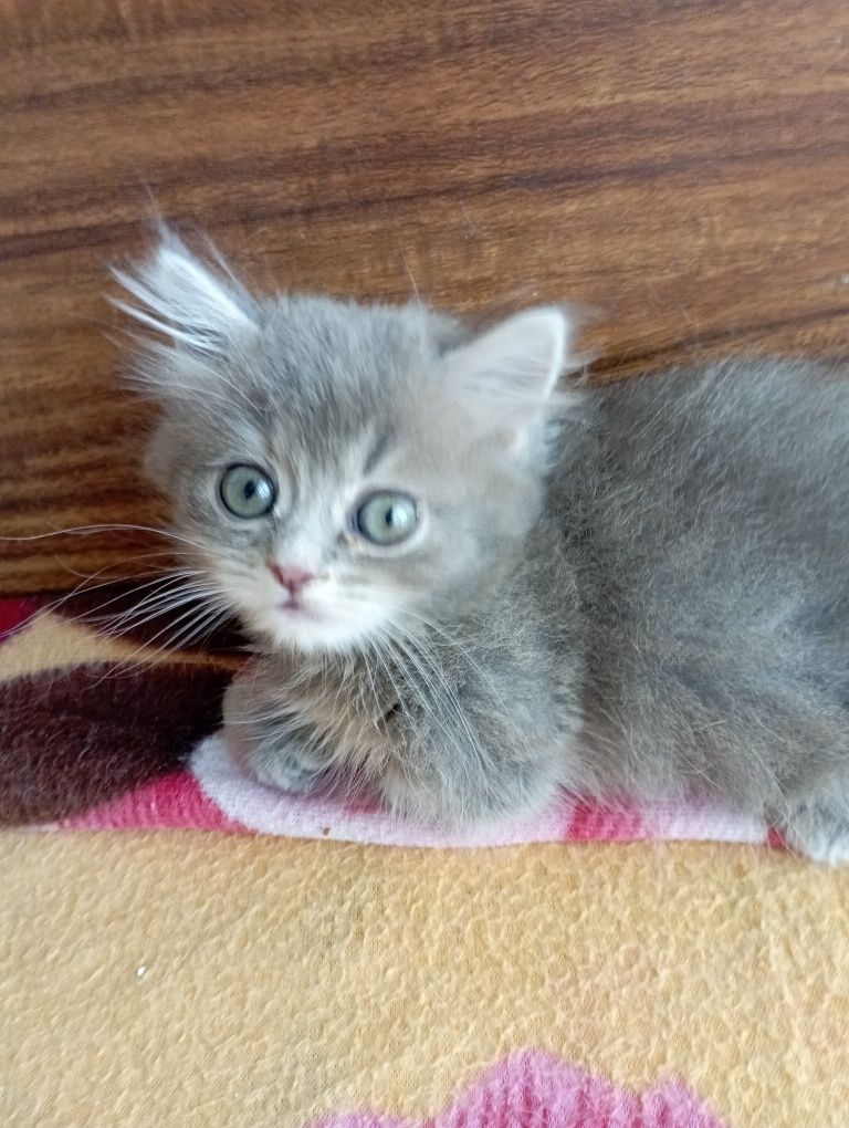 Котёнок Манчкин дев. 2 мес.