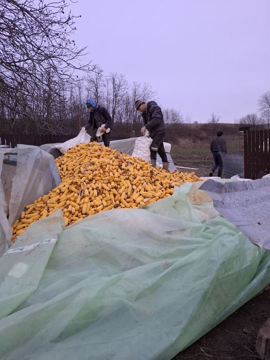 Porumb știuleți  de vânzare