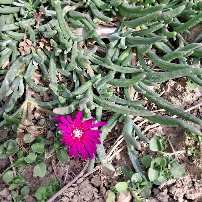 Градински церастум, делосперма, флокс