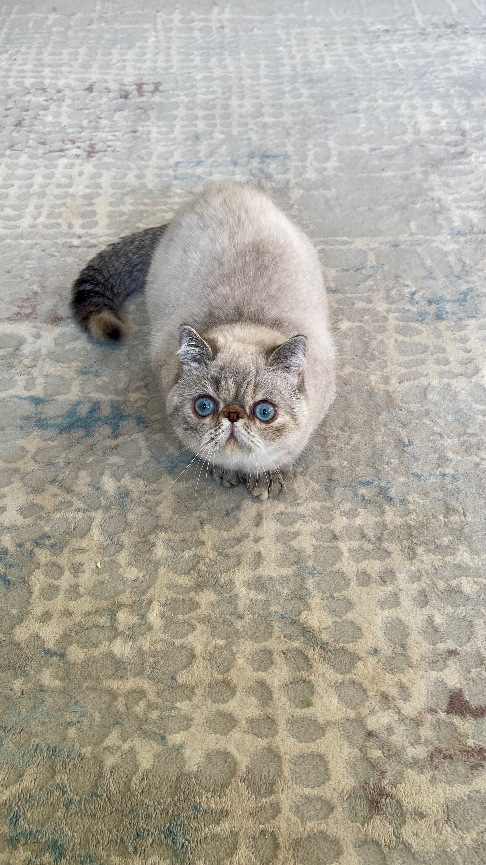 Екзотична късокосместа котка