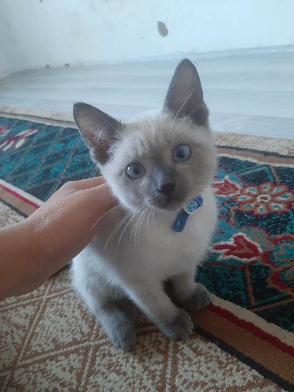 Отдам даром котенка