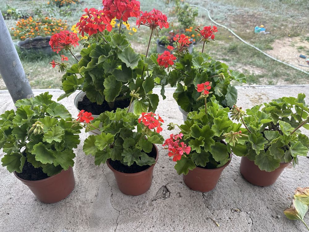 Продам пеларгония (герань)