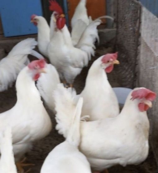 Oua gaini Leghorn