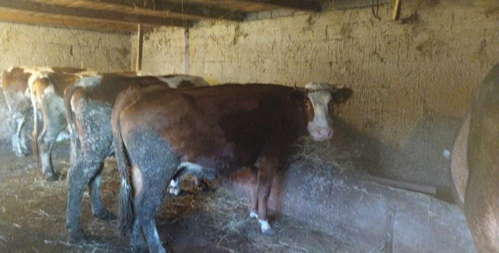 Vând doua vaci gestante