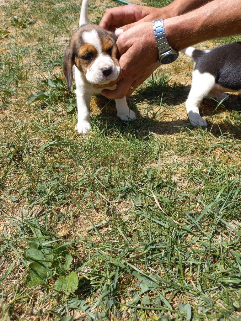 Cāței beagle tricolor