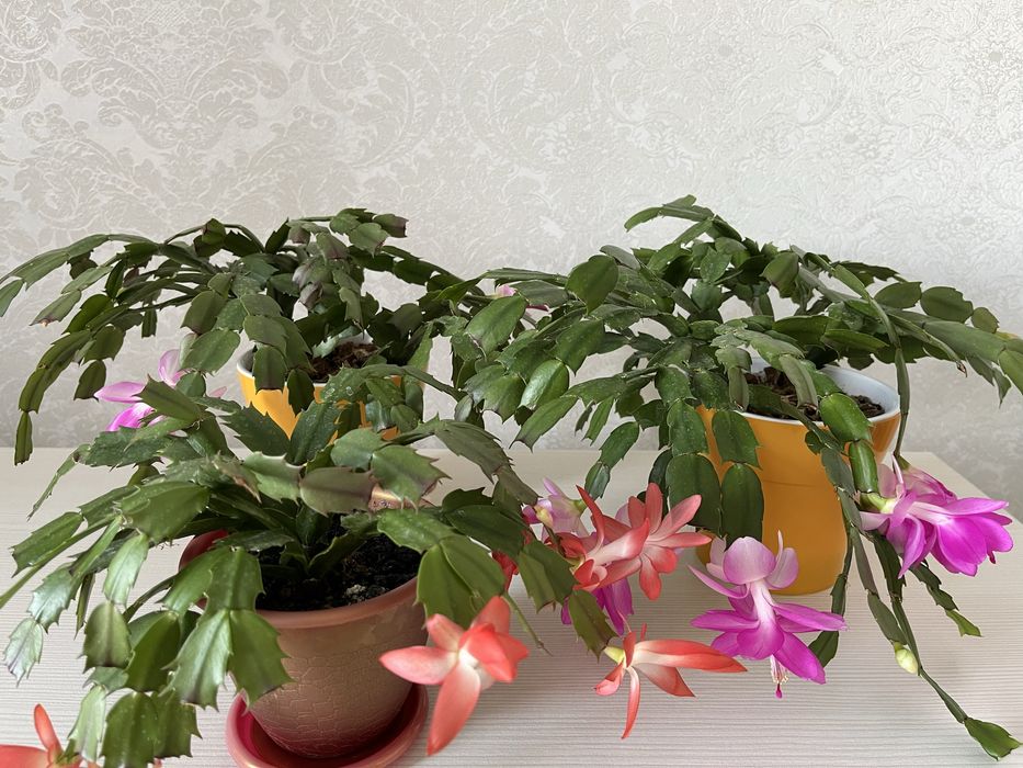 Замиокулькас Долларовое дерево